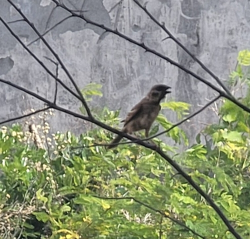 Eurasian Tree Sparrow