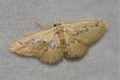 Idaea hilliata