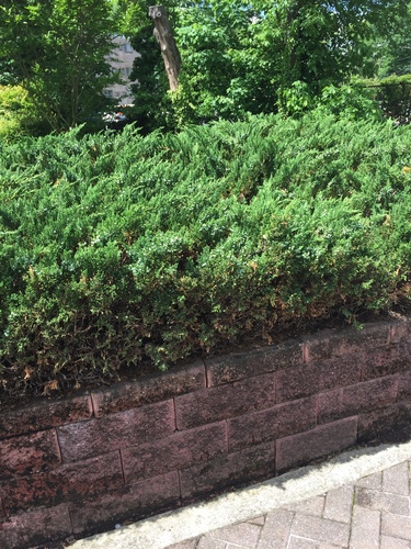 Juniperus chinensis iNat (2)