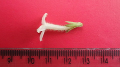 Sabicea cinerea