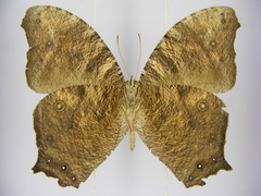 Melanitis leda leda
