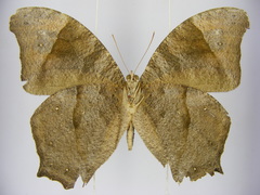 Melanitis leda leda