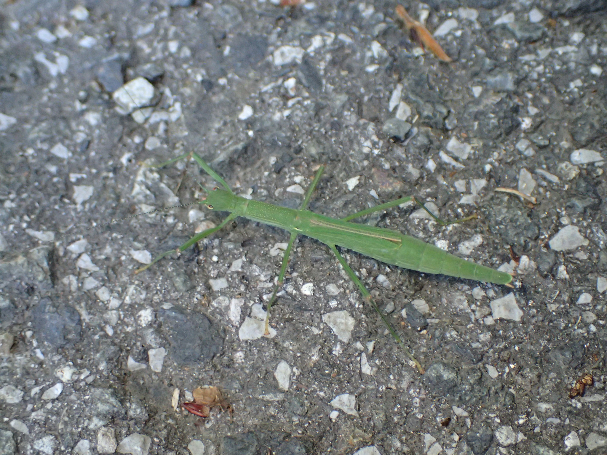 ヤスマツトビナナフシ