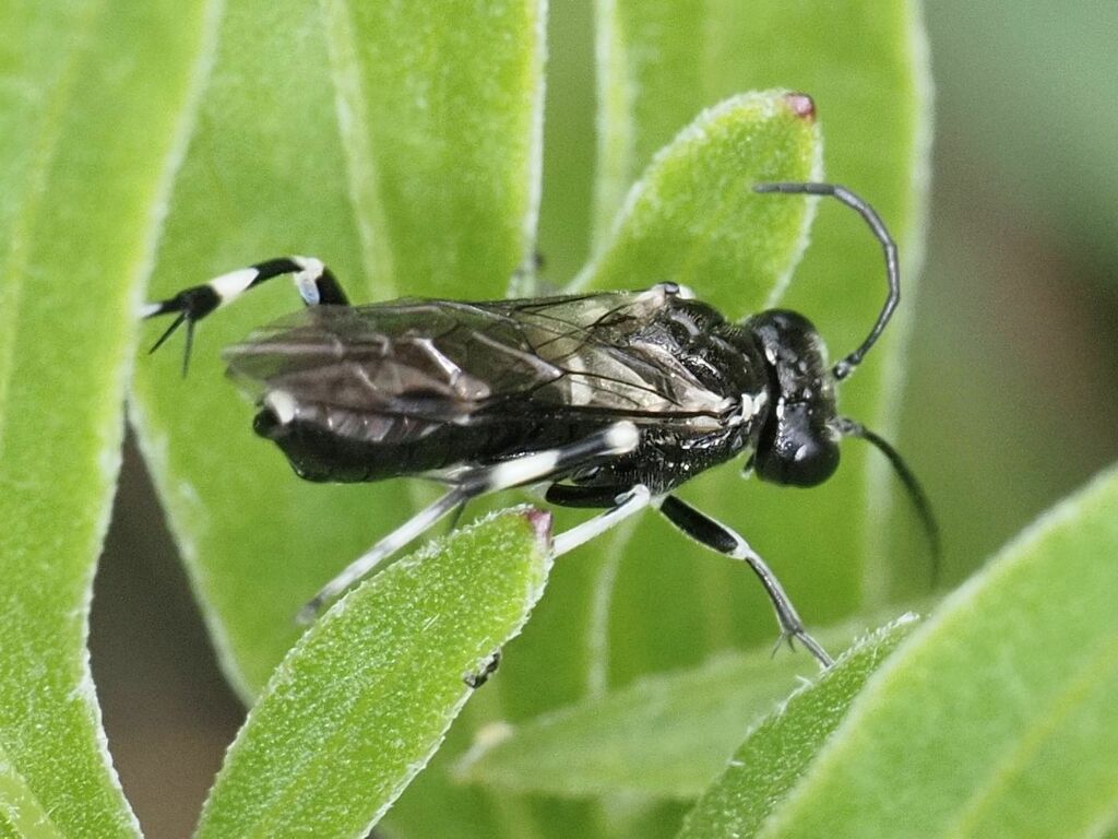 Macrophya carinthiaca