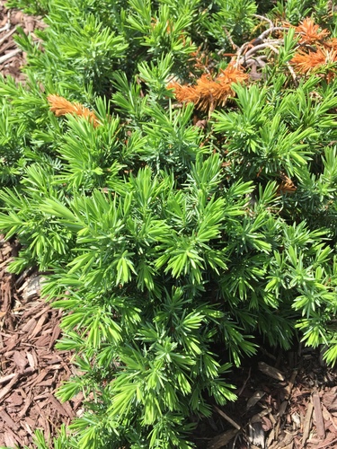 Juniperus rigida iNat (2)