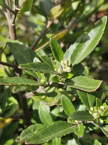 Lilac Mint-bush (Prostanthera caerulea)