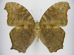 Melanitis leda leda