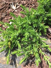 Juniperus rigida conferta