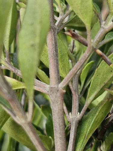 Image of Prostanthera caerulea by (c) ronavery, some rights reserved (CC BY)