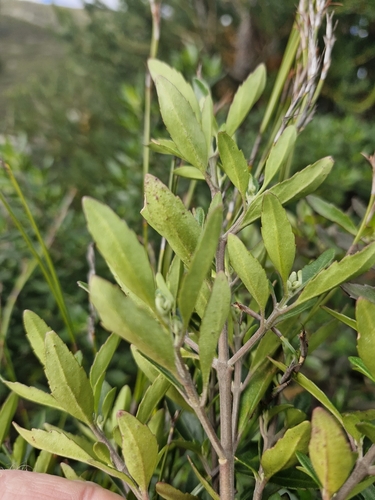 Image of Prostanthera caerulea by (c) ronavery, some rights reserved (CC BY)