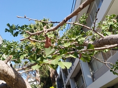 Ginkgo biloba