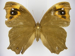 Melanitis leda leda