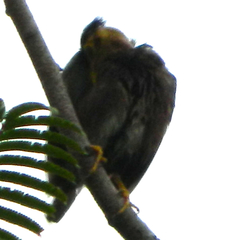 Acridotheres tristis