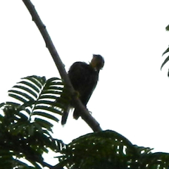 Acridotheres tristis