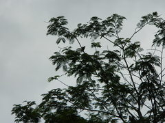 Delonix regia