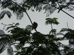 Acridotheres tristis