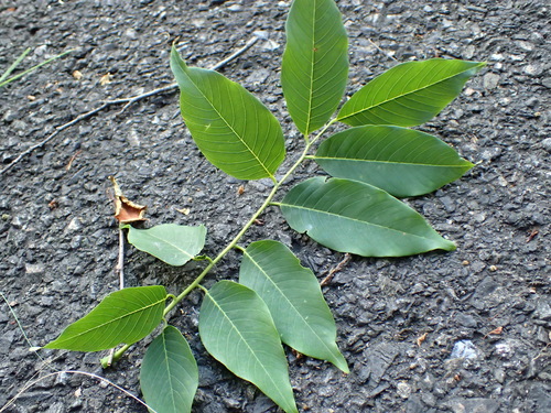 Cladrastis shikokiana iNat (3)