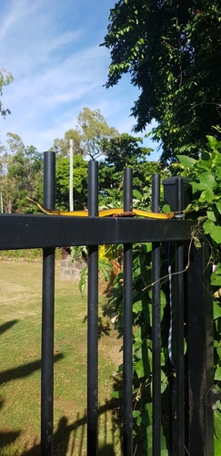 Common Tree Snake sighting