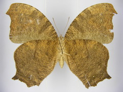 Melanitis leda leda