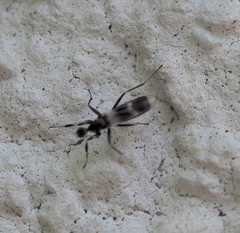 Tachydromia annulimana