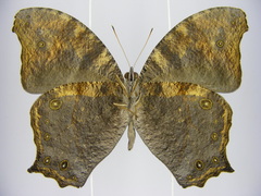 Melanitis leda leda