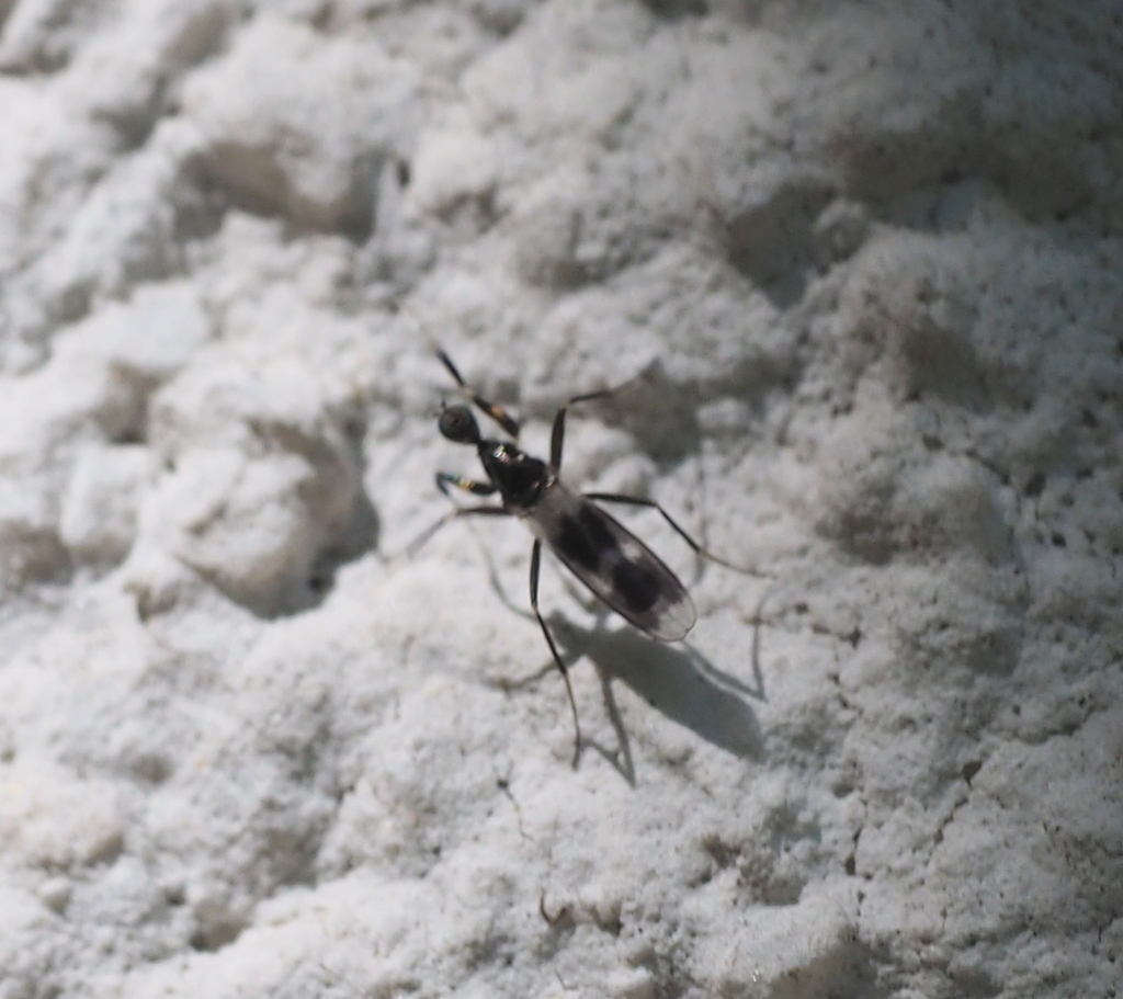 Tachydromia annulimana