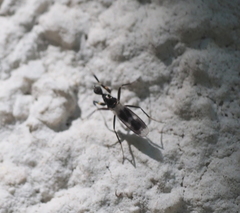 Tachydromia annulimana