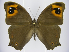 Melanitis leda leda
