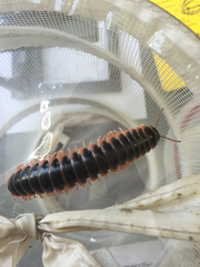 Apheloriini