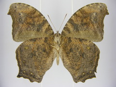 Melanitis leda leda