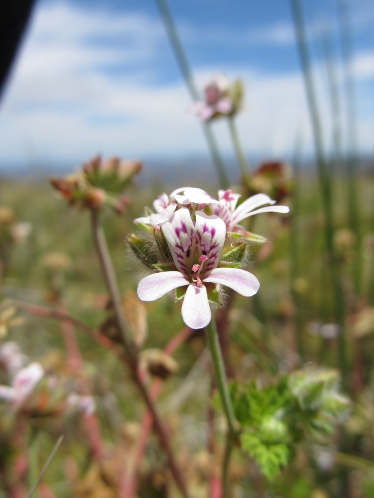 Lesotho Storksbill