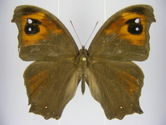 Melanitis leda leda