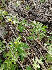 Gymnospermium altaicum