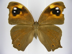 Melanitis leda leda