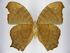 Melanitis leda leda
