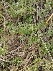 Gymnospermium altaicum