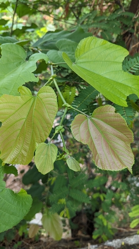 Image of Grewia tiliifolia by (c) Ravuri Krishna Chaitanya, some rights reserved (CC BY)