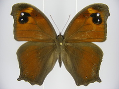 Melanitis leda leda