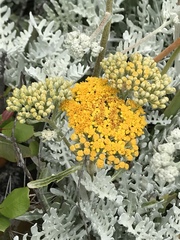 Constancea nevinii