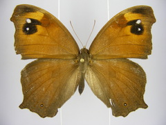 Melanitis leda leda
