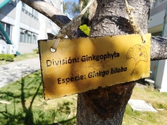 Ginkgo biloba