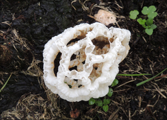 Ileodictyon cibarium