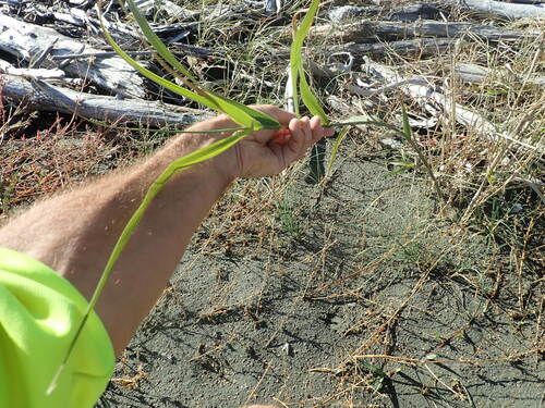 Image of Phragmites karka by (c) Arnim Littek, some rights reserved (CC BY)