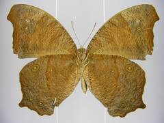 Melanitis leda leda