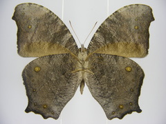 Melanitis leda leda