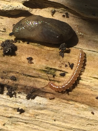 Oxidus gracilis
