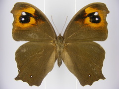 Melanitis leda leda
