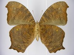 Melanitis leda leda