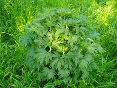 Leonurus turkestanicus