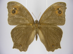 Melanitis leda leda